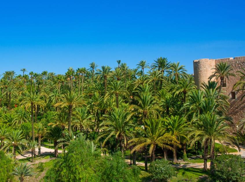 Elche: Un Destino Turístico Fascinante en la Provincia de Alicante