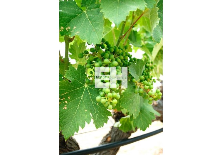 Neubau - villa - Yecla