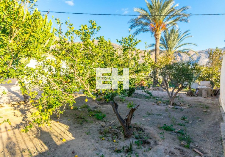 Segunda mano - Finca - Orihuela - Raiguero De Bonanza