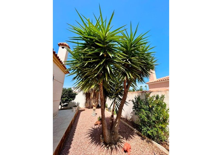 Revente - villa - Torrevieja - Costa Blanca