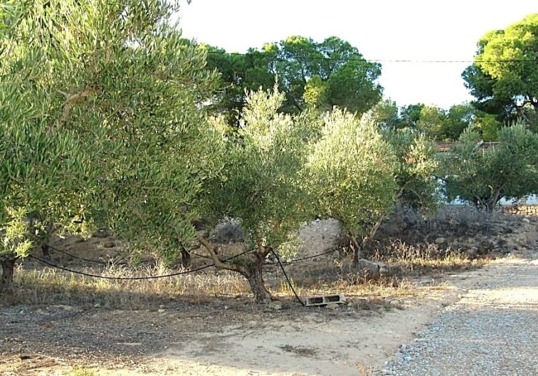 Segunda mano - Finca - Murcia - Inland