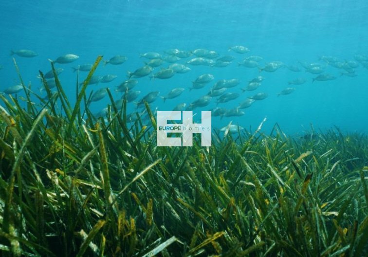 Obra Nueva - villa - Benissa - Racó Del Galeno